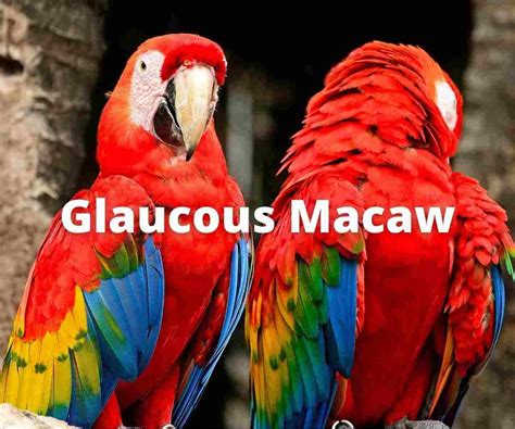 Glaucous Macaw Parrot - Are They Extinct?