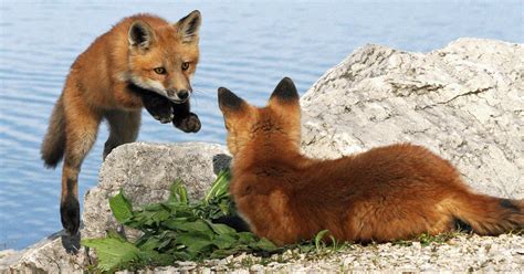 Red Fox Breeding - Schooling the cubs | Wildlife Online