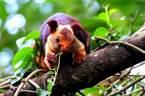 What is a rainbow squirrel? - BBC Science Focus Magazine