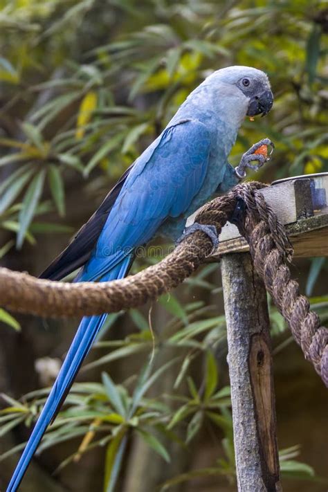 The Spix`s macaw stock photo. Image of spix, tropical - 184585692