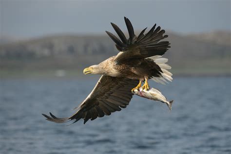 After a 240-Year Hiatus, White-Tailed Eagles Are Coming Back to ...