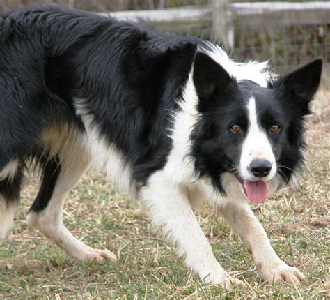 Nice Welsh Sheepdog photo and wallpaper. Beautiful Nice Welsh Sheepdog ...