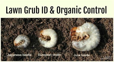 Grub Worm Control: How to Safely Get Rid of Grubs