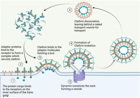 vesicular transport | BioRender Science Templates