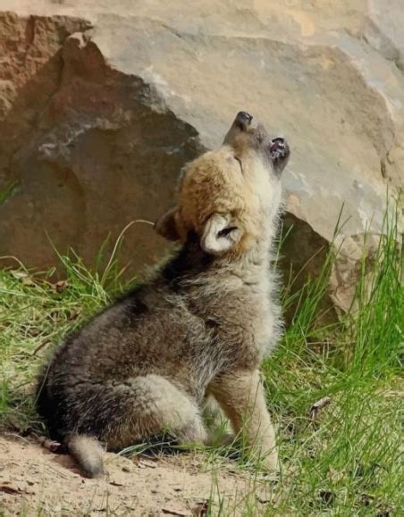 Baby Wolf Howling