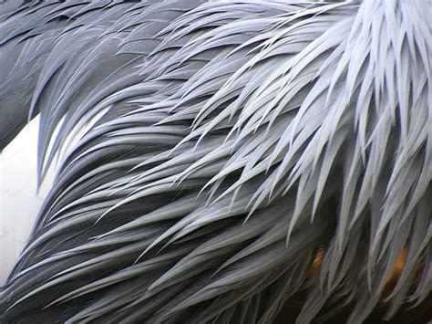 17 Best images about closeup. feathers on Pinterest