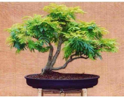 Koelreuteria Paniculata Bonsai