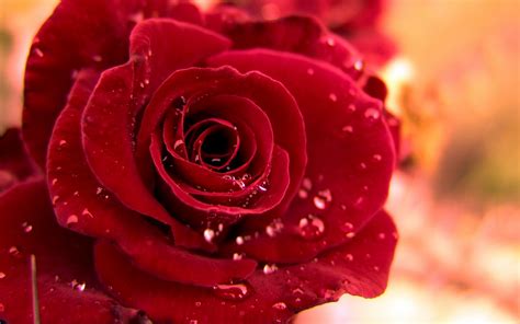 COOL WALLPAPERS: red rose wallpaper