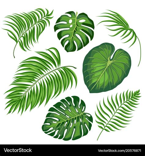 Leaves tropical plants Royalty Free Vector Image