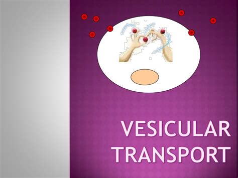 Vesicular transport