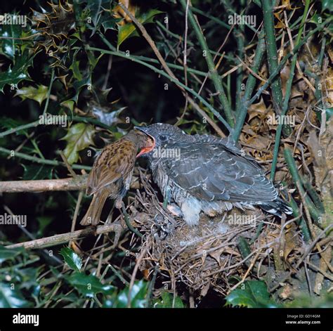 Hedge sparrow nest hi-res stock photography and images - Alamy