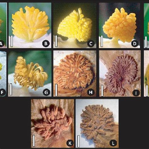 (PDF) Male flower and androecium morphology of Begonia species in Nepal.