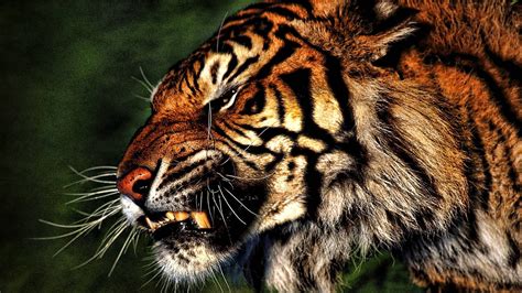 1920x1080, Tiger Wallpaper Hd 1920ã 1080 Tiger Wallpapers - Tiger Animal Wallpaper Hd ...