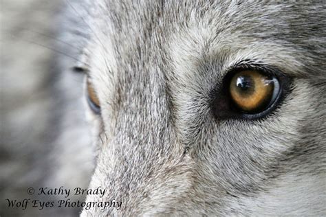 Wolf | wolfeyesphotography.com | Wolf eyes, Wolf husky, Wolf dog