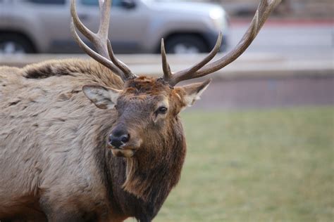 Colorado Man's Close Encounter With Angry Bull Elk Has Everyone ...