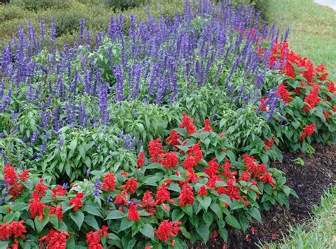 Annual Bedding Plants This Time of Year? | Gardening in the Panhandle