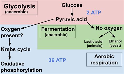 Stunning Word Equation For Anaerobic Respiration In Plant And Yeast ...