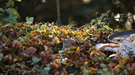 A Squirrel Eating Nuts Free Stock Video Footage, Royalty-Free 4K & HD Video Clip