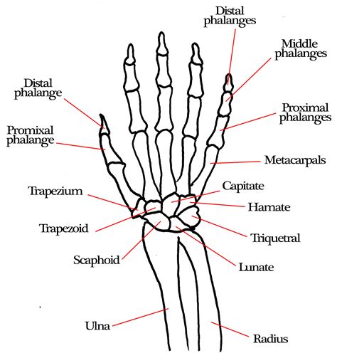 hand bones | Jessica Schueler