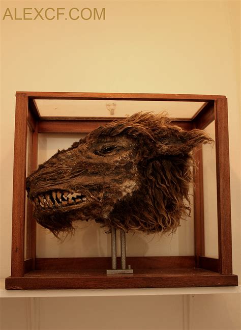 Specimens — Merrylin Cryptid Museum Species: Homo Lupus (Lycanthrope) Bipedal Carnivore ...