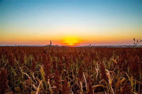 Sorghum Field Sunset Background Stock Image - Image of green, seed: 96909463