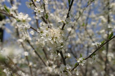 Tree branches covered with flowers free image download