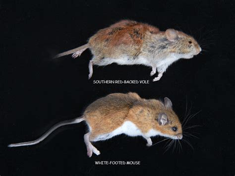 Mice vs. Voles | Naturally Curious with Mary Holland