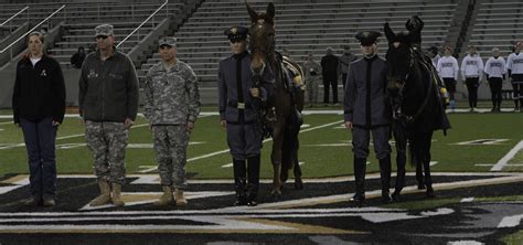 West Point's new Army Mule Mascots Ranger III, Stryker assume duties | Article | The United ...