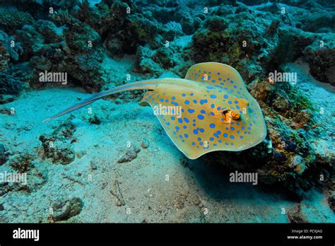 Blue spotted Stingray or Bluespotted ribbontail ray (Taeniura lymma), Hurghada, Egypt Stock ...