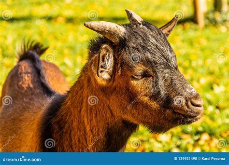 Portrait of a Head of a Brown Pygmy Goat Stock Photo - Image of ...