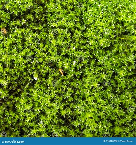 Green Forest Moss Texture in the Forest Under Trees, Macro Stock Photo - Image of natural ...