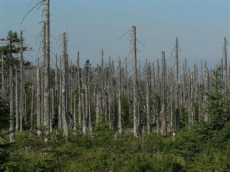 Acid Rain - Forests | Young People's Trust For the Environment