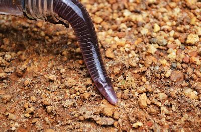 Photography & Me: Caecilian