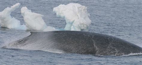 DNA backs Antarctic blue whale count – News