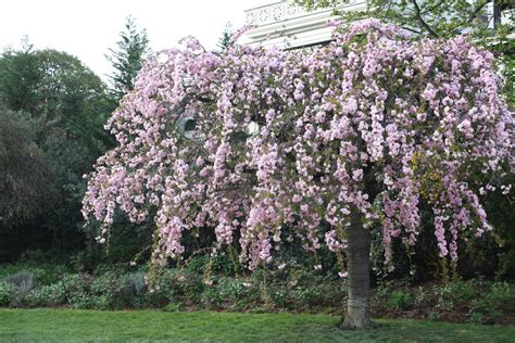 Pink Flowering Trees {Garden} - Wendys Hat