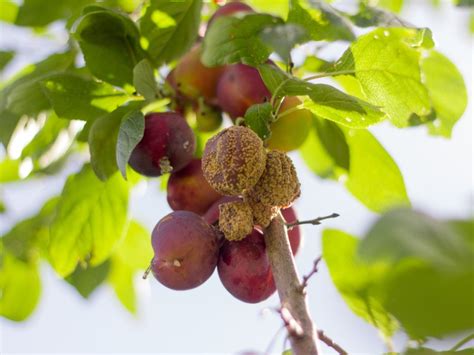 Problems With Plum Trees: Common Diseases Of Plum Trees