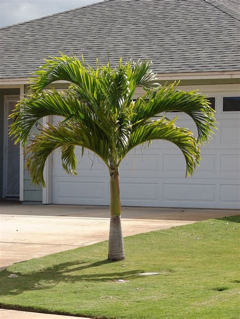 7 of the Best Palm Trees for Your Central FL Landscaping