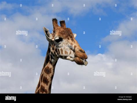 West Midlands Safari Park Stock Photo - Alamy