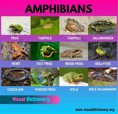 Amphibians: 15 Common Names of Amphibians | Great List of Amphibians ...