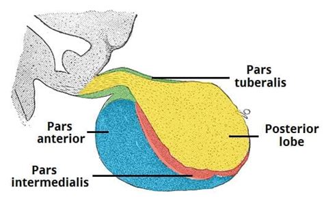 The Pituitary Gland - Structure - Vasculature - TeachMeAnatomy