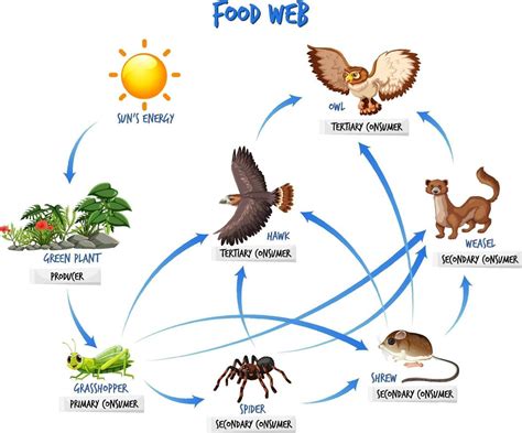 Food chain diagram concept 2156400 Vector Art at Vecteezy