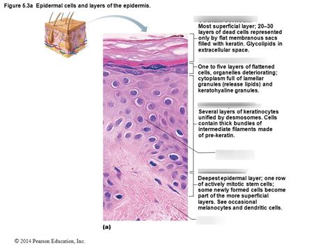 Main structural features of the epidermis Diagram | Quizlet