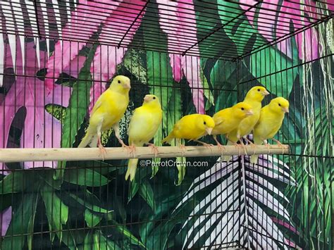 Yellow Canary Bird for sale - ParrotCrown.com