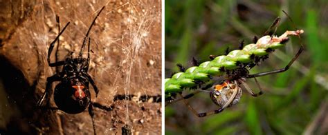 Photographs of Latrodectus genus spiders. (a) Latrodectus hasseltii... | Download Scientific Diagram