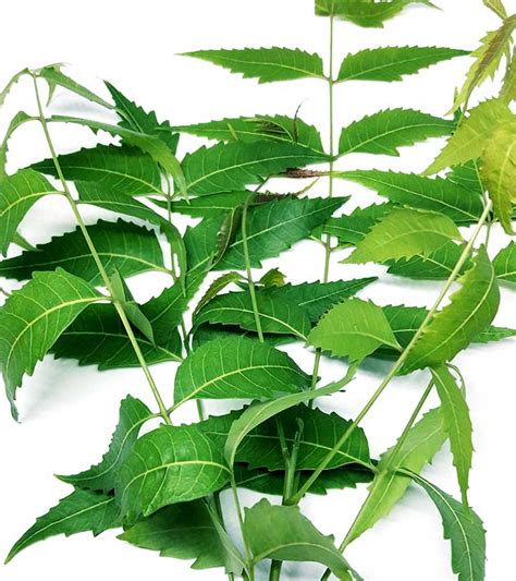 10 Health Benefits Of Neem Leaves, How To Use, & Side Effects