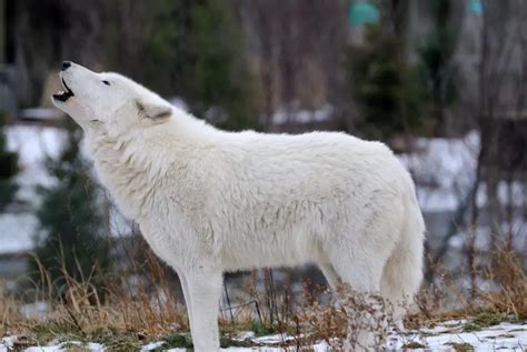 Arctic Wolf Facts | Arctic Wolf Diet & Habitat