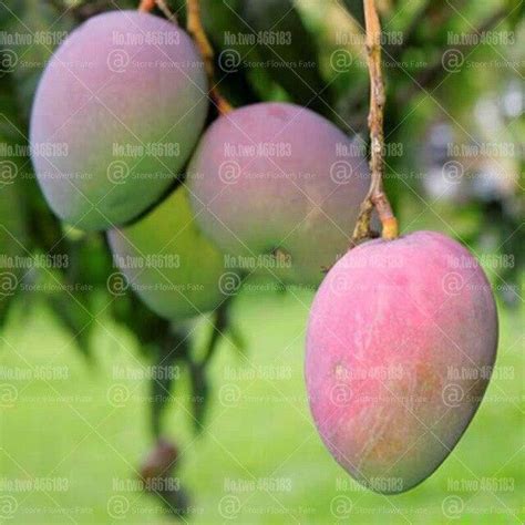 2 Mango Fruit Tree Seeds