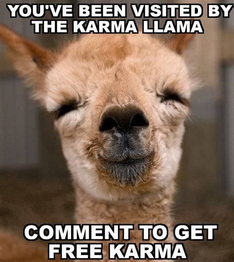 Calm a llama down : r/memes