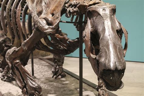 carnegiemuseumnaturalhistory | Ground sloth, Carnegie museum, Natural history