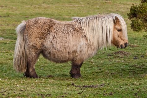 File:Shetland Pony on Belstone Common, Dartmoor.jpg